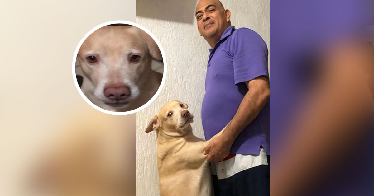 Desesperada búsqueda de Ducky: El perro lazarillo perdido en Veracruz