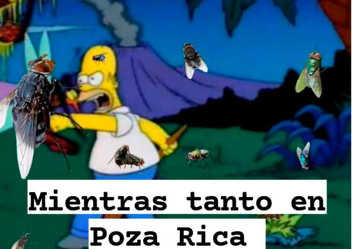 Plaga de moscas invade Poza Rica