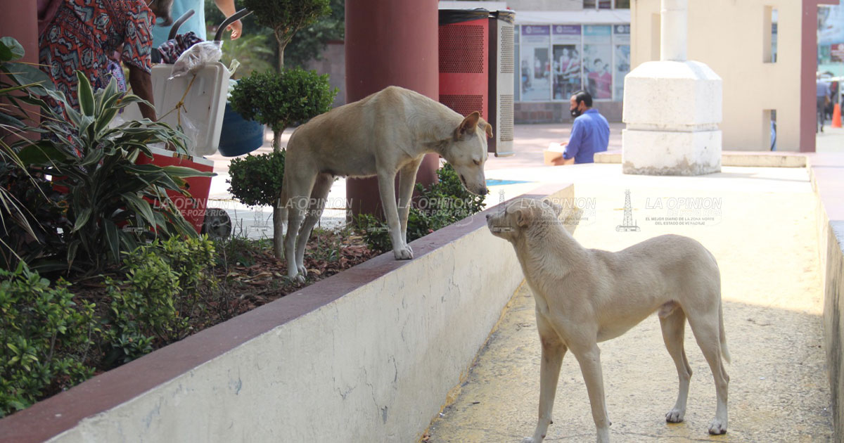 Proteger las mascotas en época de lluvias piden grupos animalistas