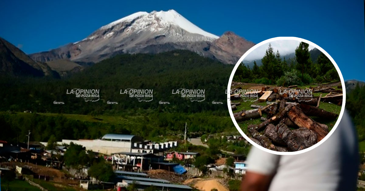 Denuncian la tala clandestina