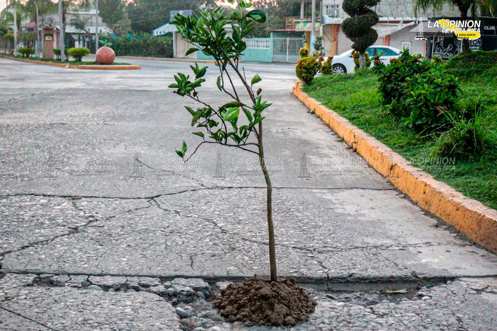 ¡Plantan cítricos en los baches!
