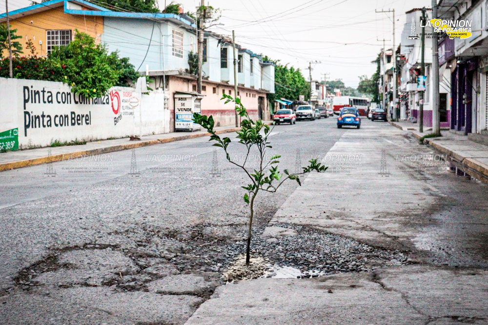 ¡Plantan cítricos en los baches!