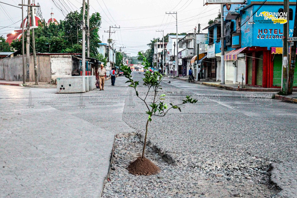 ¡Plantan cítricos en los baches!