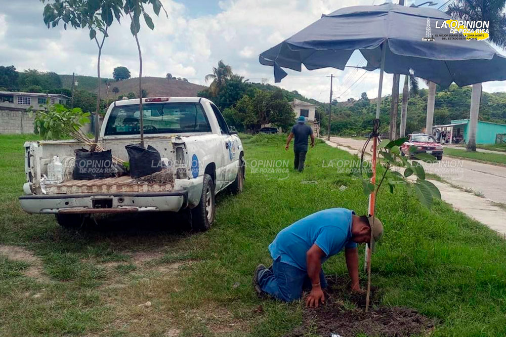 Reforestan con más de 2 mil arbolitos