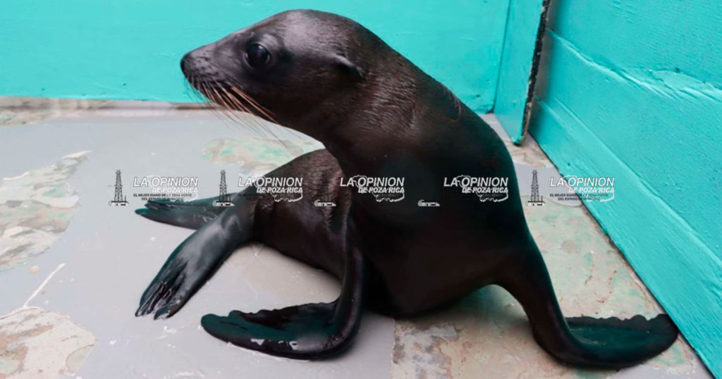 Van 490 mdp invertidos en el Aquarium