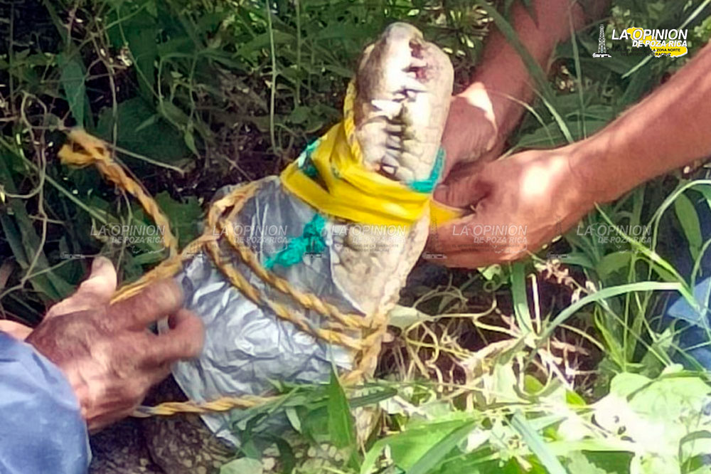 ¡Hallan cocodrilo en un charco!