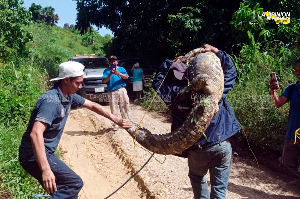 ¡Hallan cocodrilo en un charco!