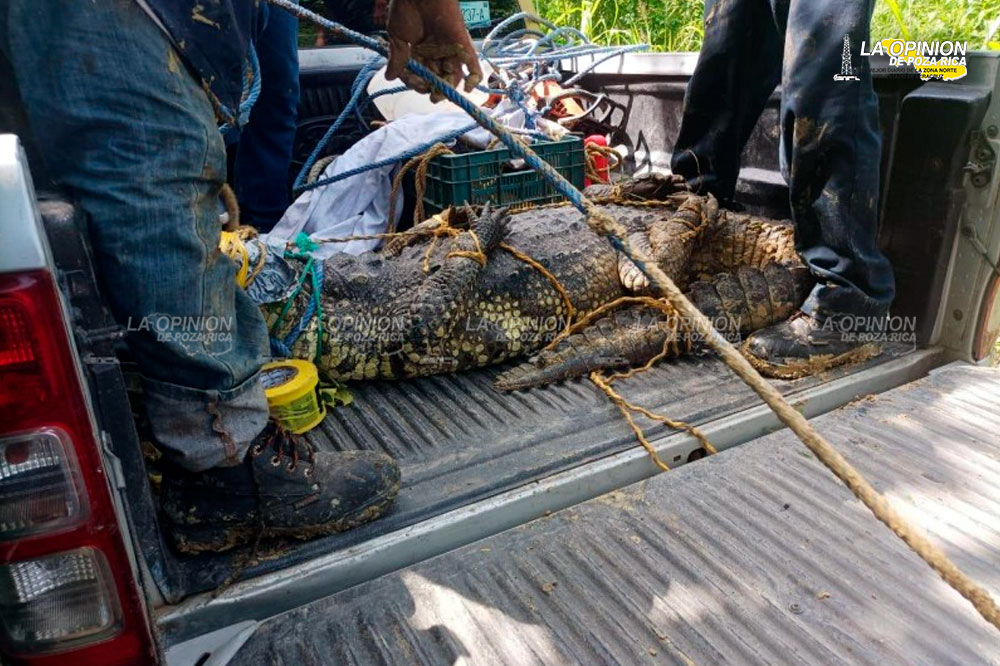 ¡Hallan cocodrilo en un charco!