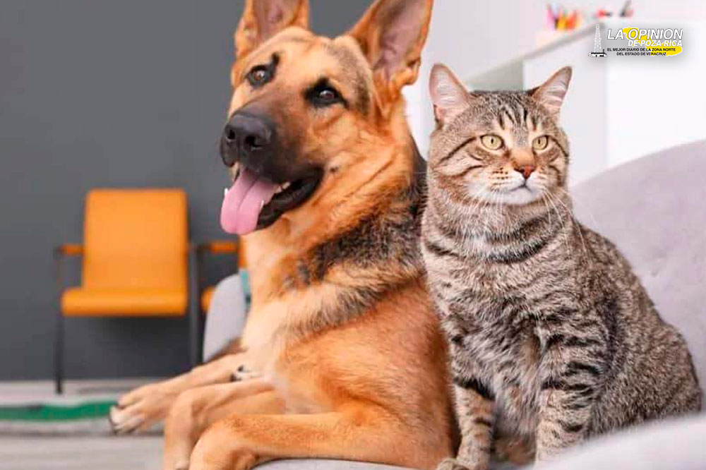 Van 5 denuncias de maltrato animal ante la FGE