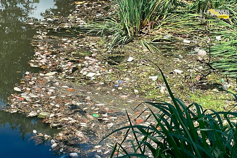 Grupo MAS presunto responsable de mortandad de peces al norte del municipio de Veracruz