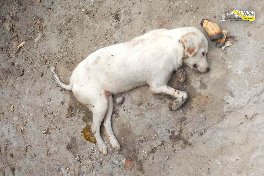 Denuncian envenenamiento de mascotas