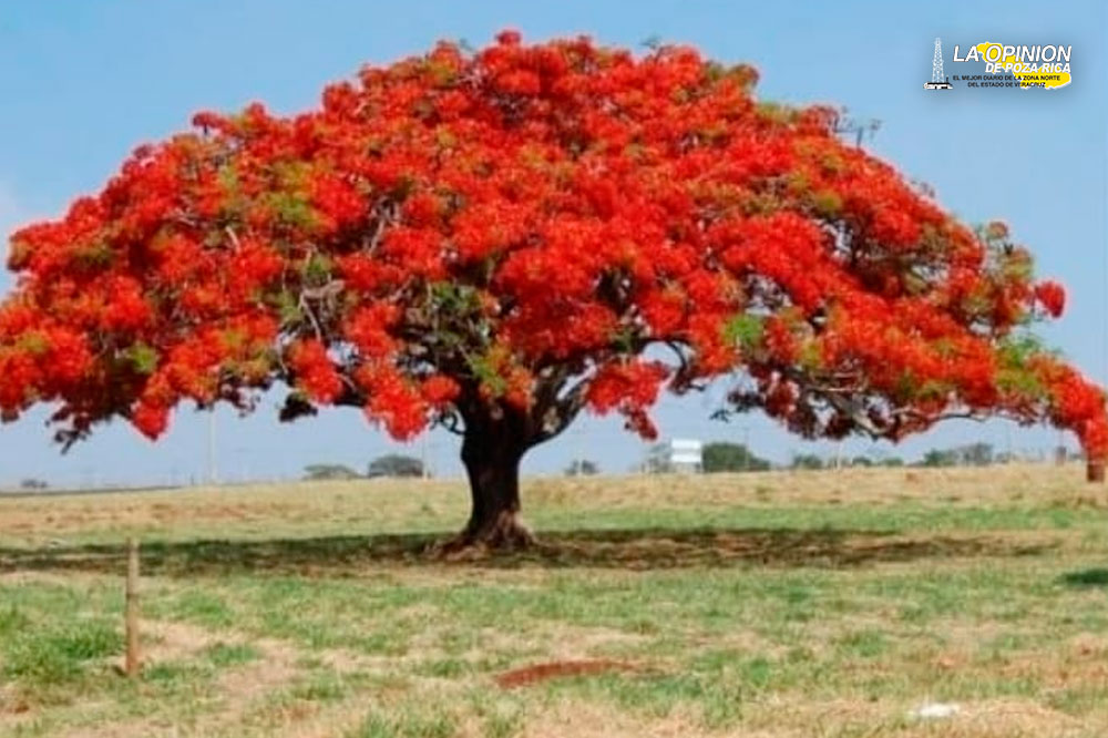 Inicia campaña de reforestación con ocho mil arbolitos