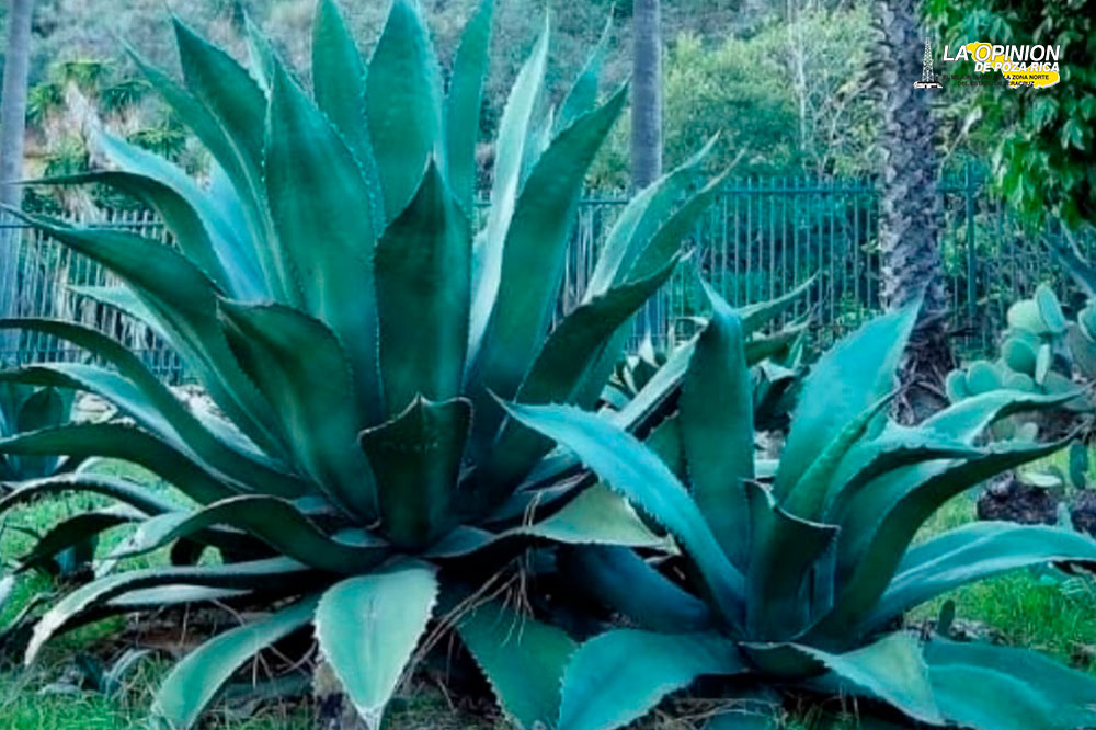 Inicia campaña de reforestación con ocho mil arbolitos