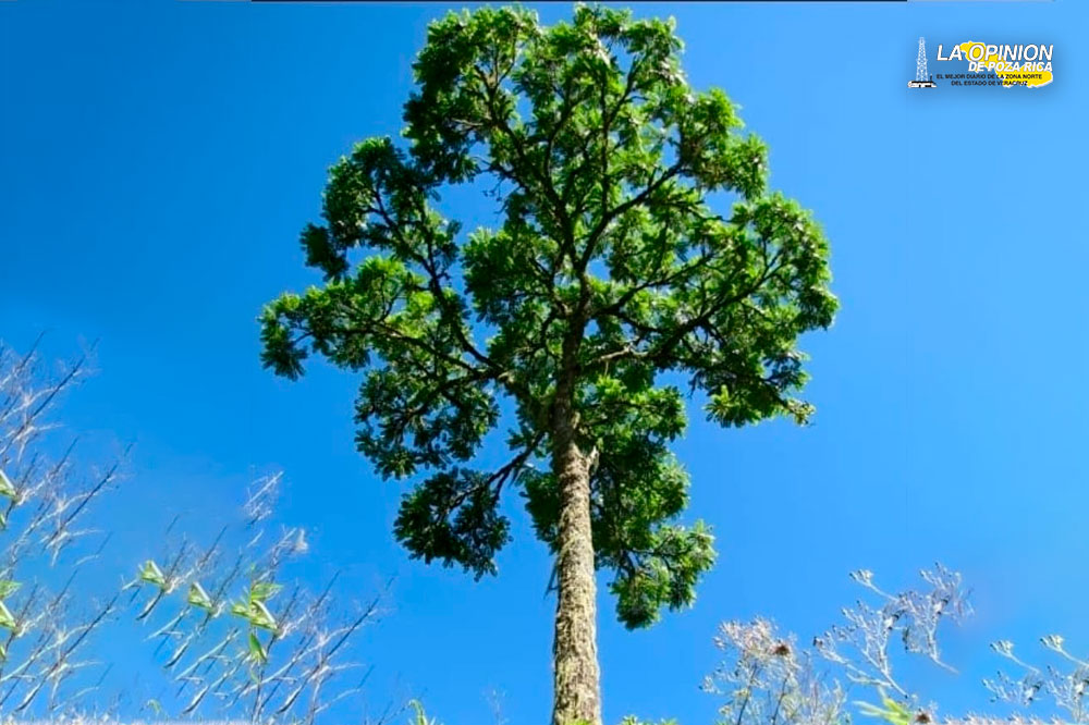 Inicia campaña de reforestación con ocho mil arbolitos