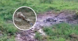 3 meses de contaminación con hidrocarburo padece Ojital Viejo