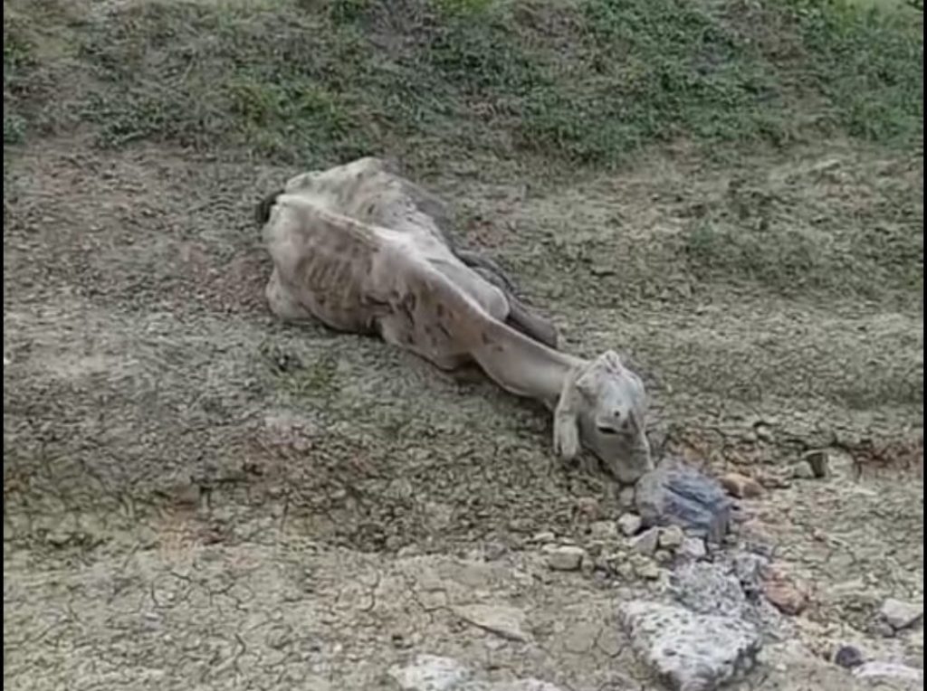 Solo devastación deja PEMEX