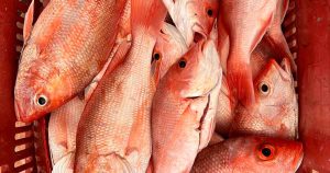 Baja el precio del pescado en Tecolutla; pescadores podrían enfrentar crisis