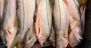 Baja el precio del pescado en Tecolutla; pescadores podrían enfrentar crisis