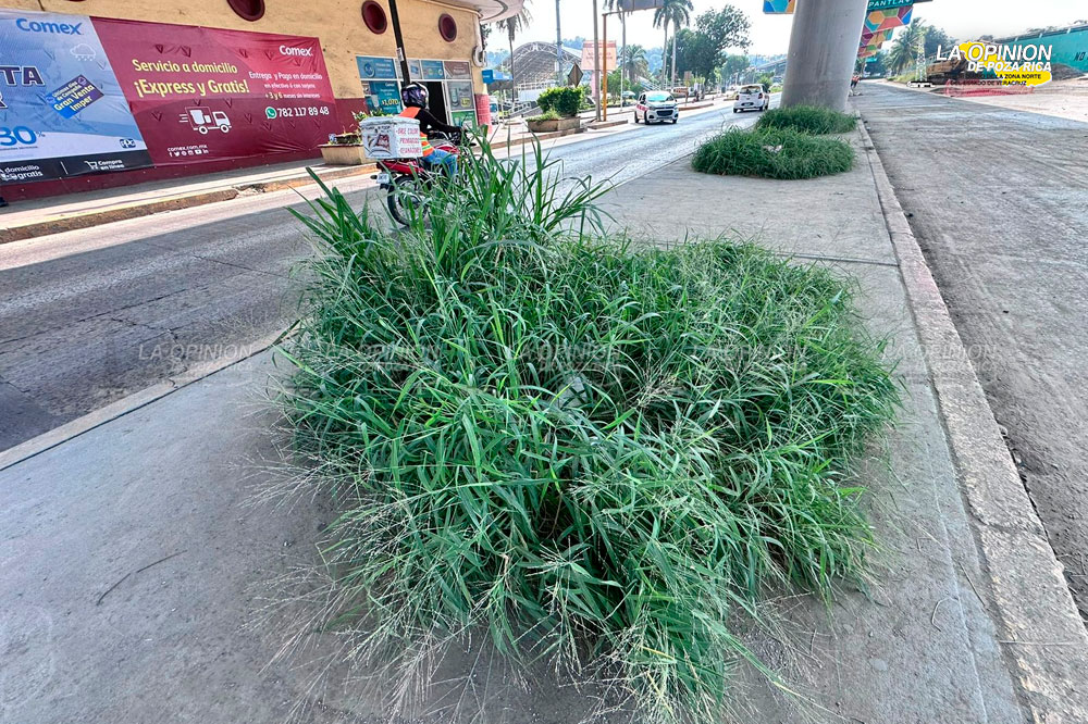 Calles como matorrales