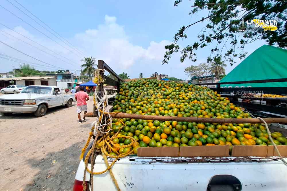 Revive el comercio de cítricos en la zona