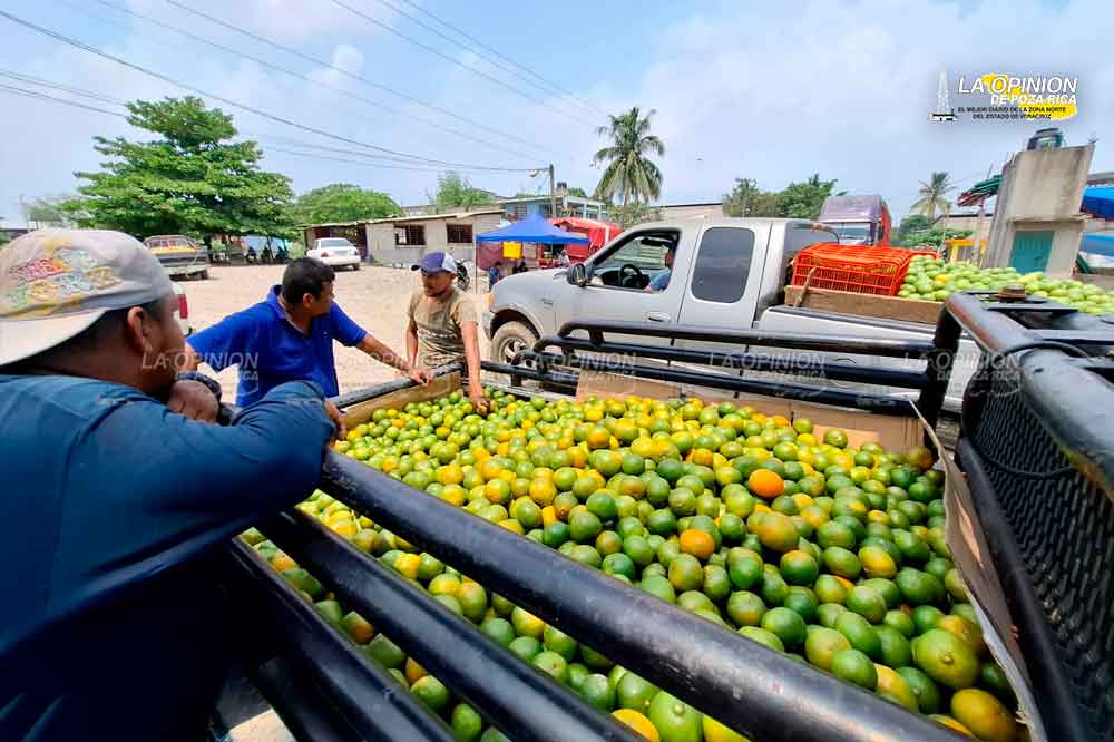 Revive el comercio de cítricos en la zona