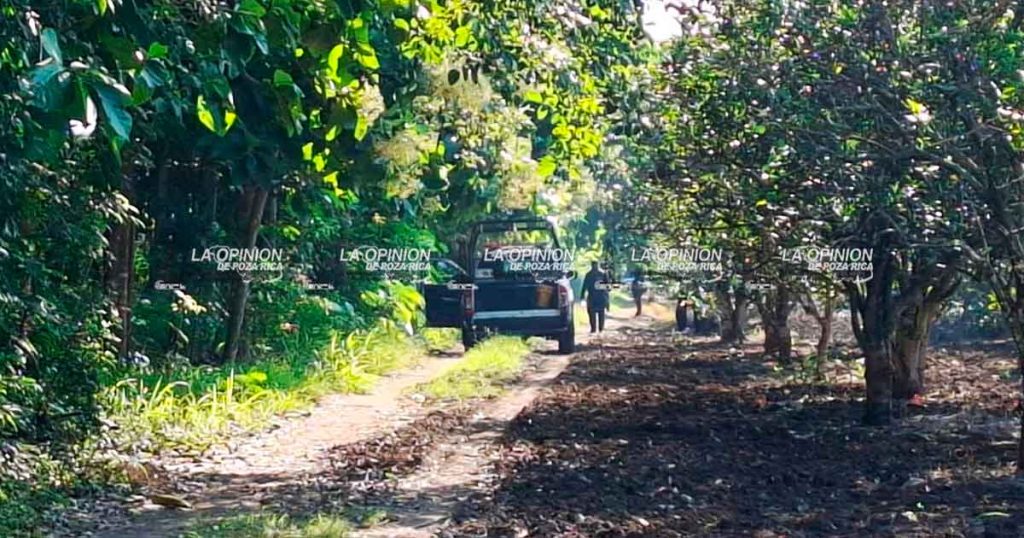 Hallan muerta a mujer en medio de un naranjal