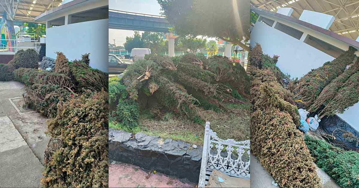 Abandonan árboles navideños en la Plaza Cívica