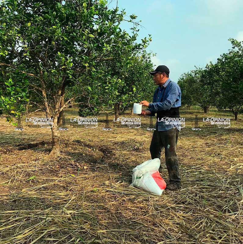 Urgen control biológico contra plagas de cítricos