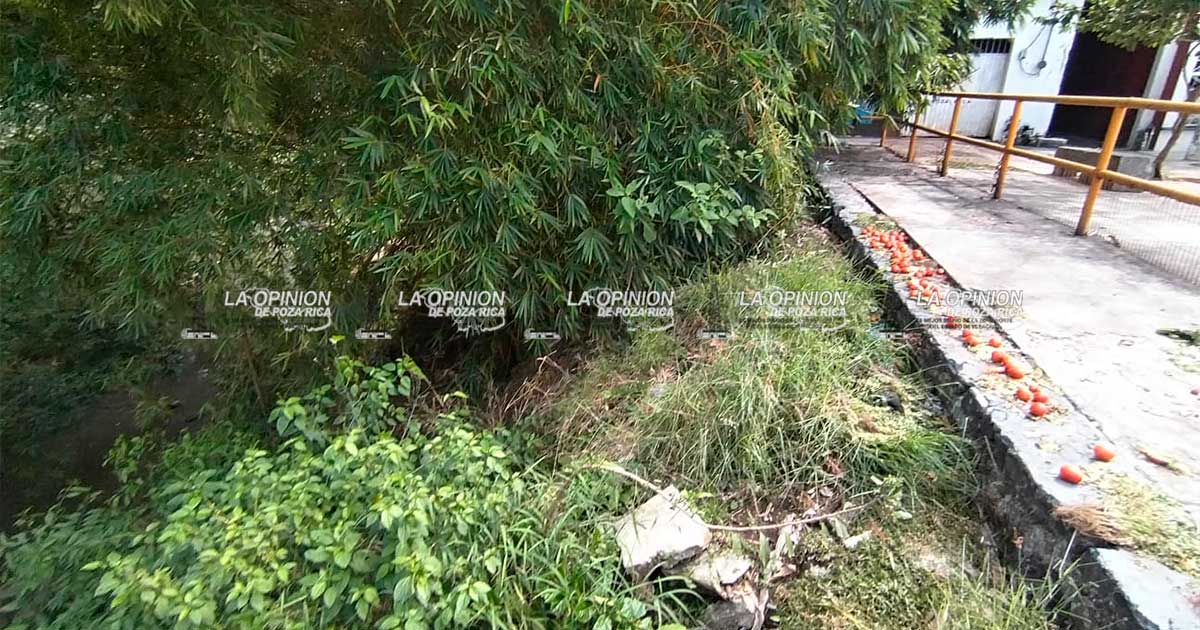 Iguanario resultó un proyecto inútil y puro dinero perdido Iguanario resultó un proyecto inútil y puro dinero perdido