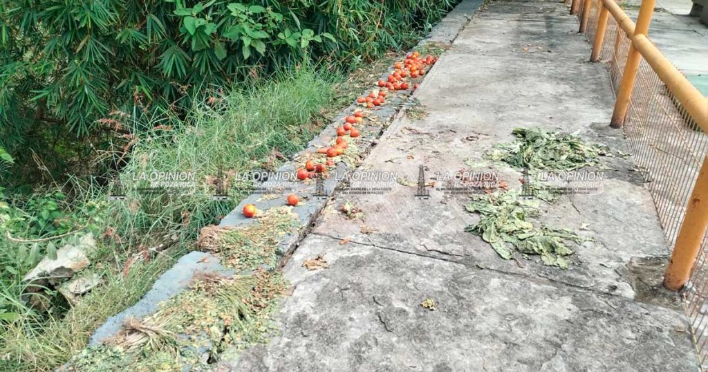 Iguanario resultó un proyecto inútil y puro dinero perdido