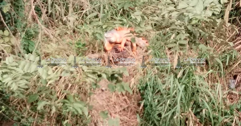 Iguanario resultó un proyecto inútil y puro dinero perdido