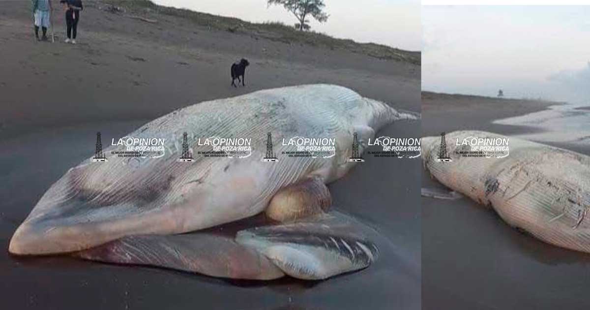 Investigan muerte de ballena