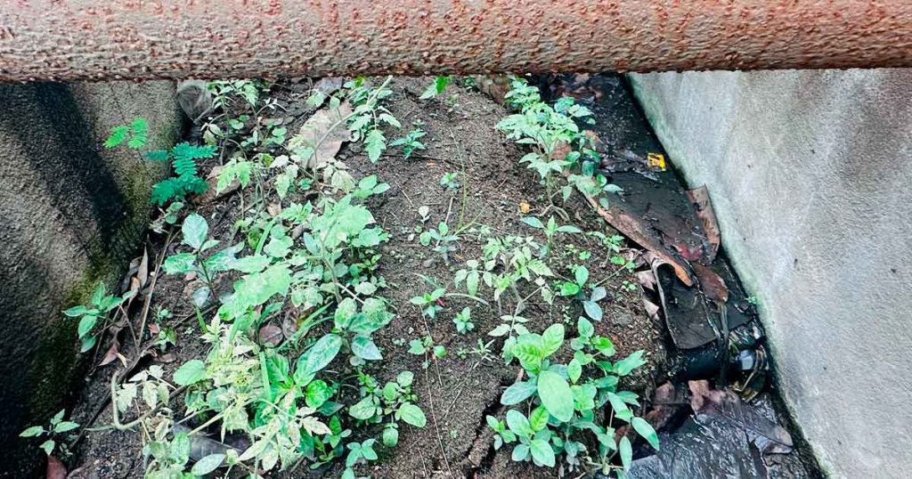 Rejillas rotas y abandonadas invaden a la que "Vive Bella"