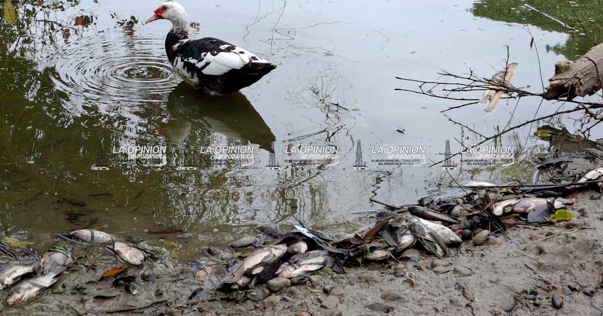 Mortandad de peces por falta de oxígeno Mortandad de peces por falta de oxígeno
