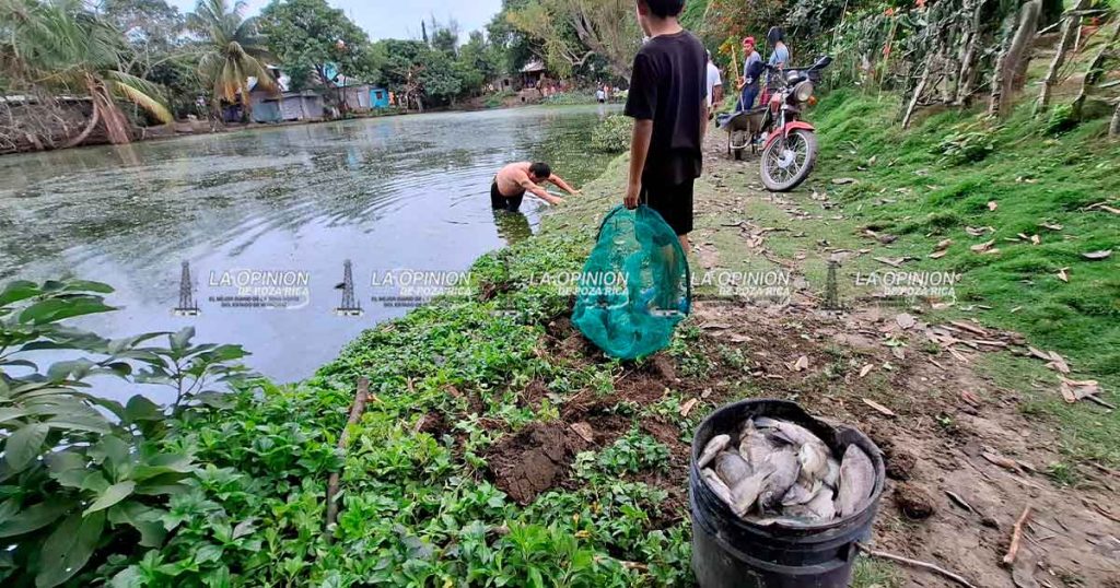 Mortandad de peces por falta de oxígeno