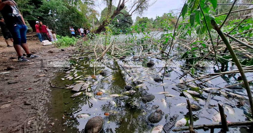 Mortandad de peces en laguna de Las Cañas