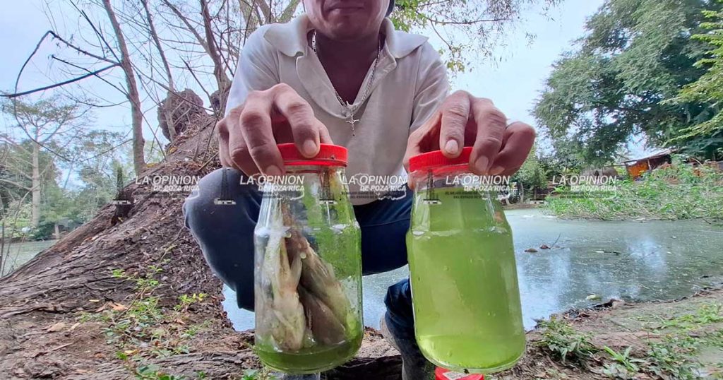 Mortandad de peces en laguna de Las Cañas
