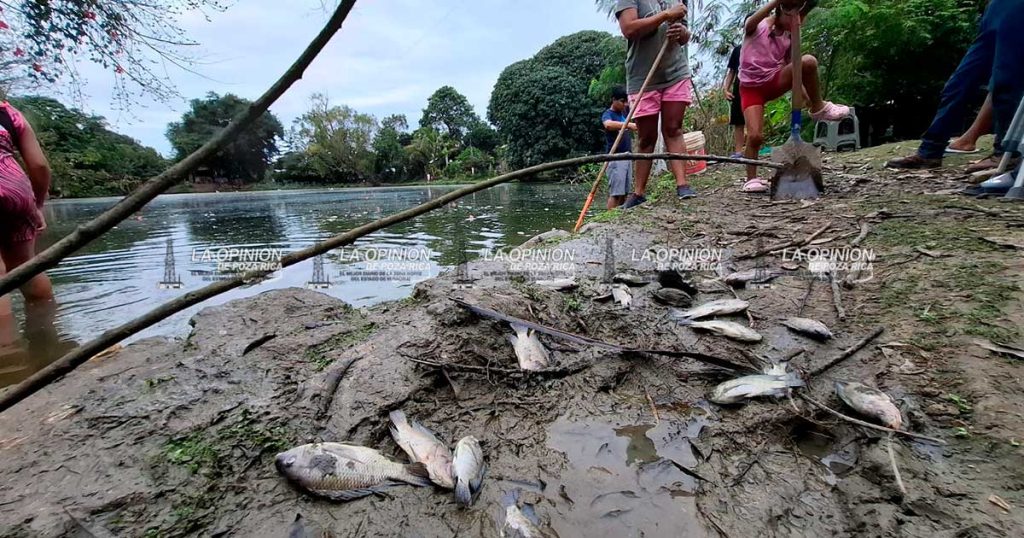 Mortandad de peces en laguna de Las Cañas