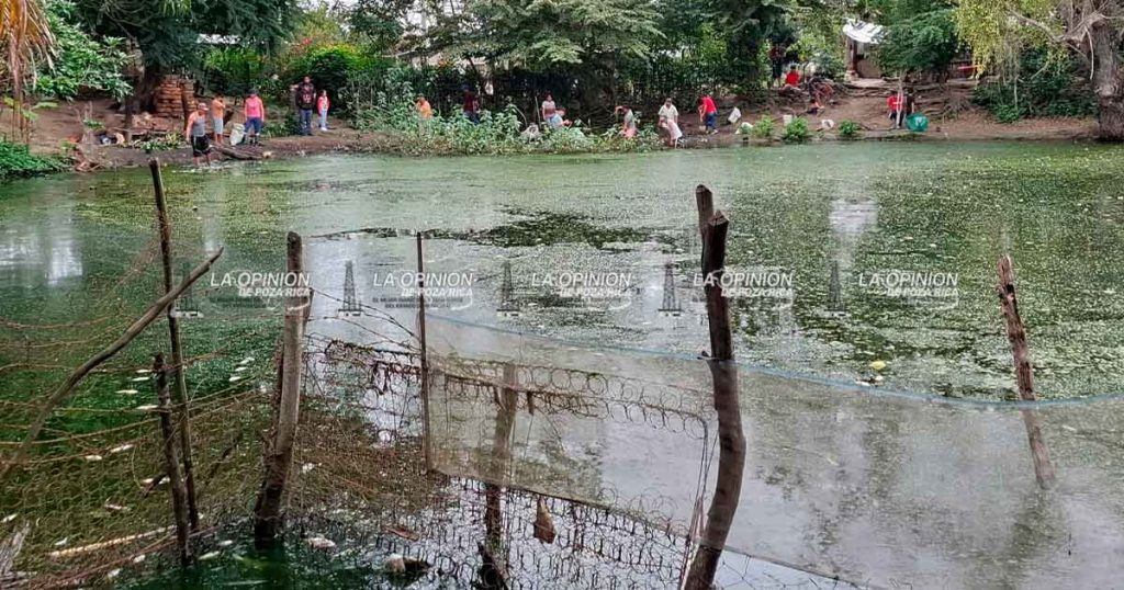 Mortandad de peces por falta de oxígeno
