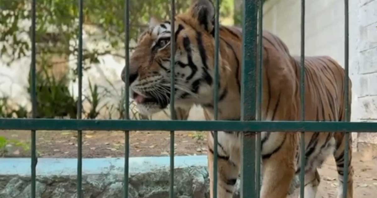 Fallece la tigresa Ronda