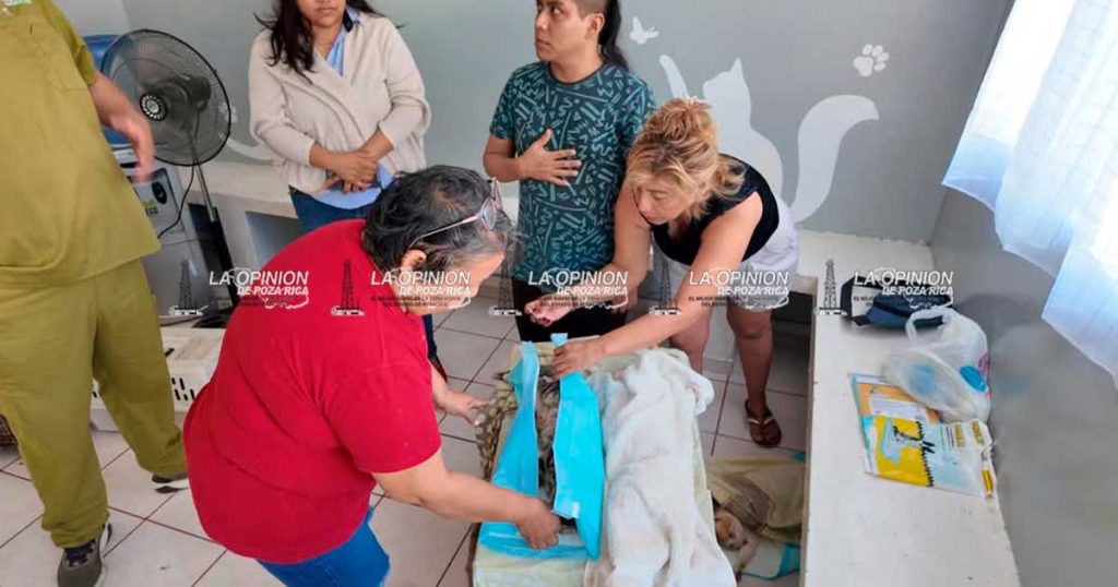Jornada de esterilización felina fue todo un éxito en el CSA
