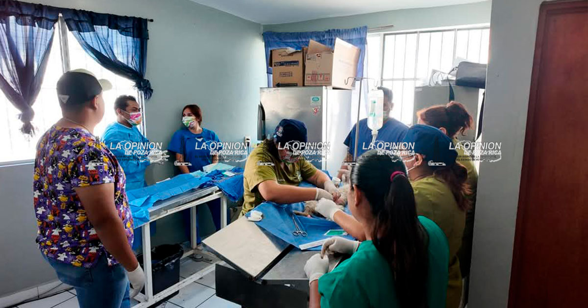 Jornada de esterilización felina fue todo un éxito en el CSA
