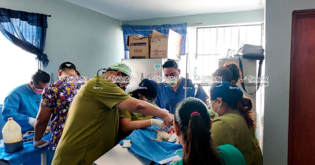 Jornada de esterilización felina fue todo un éxito en el CSA