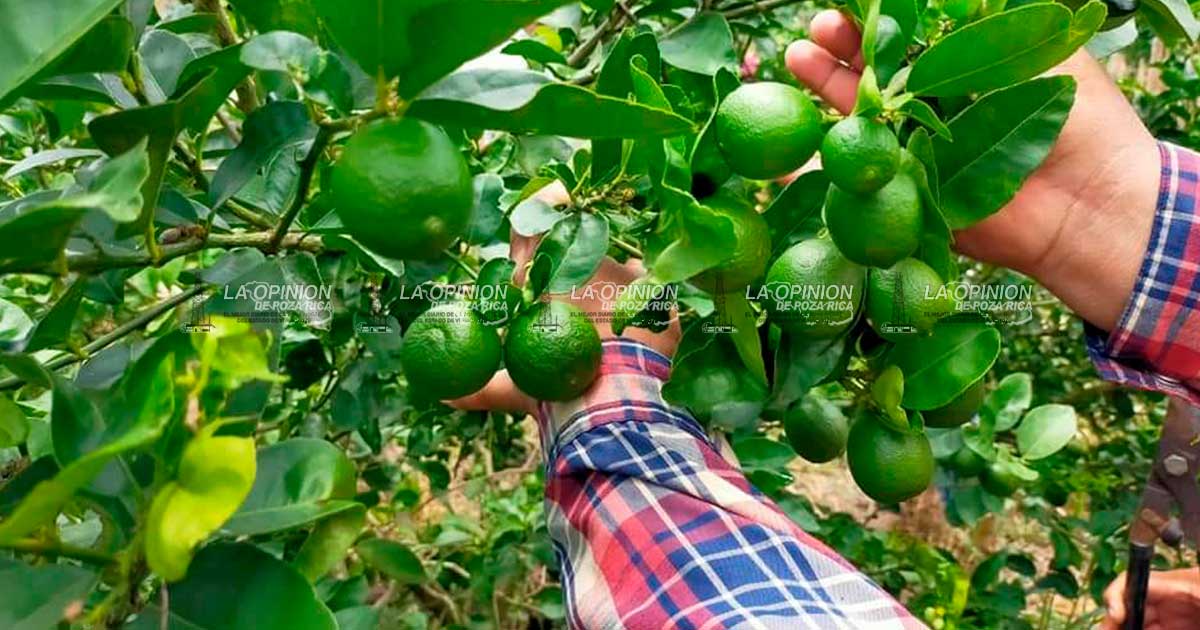 Precio del limón tiende a subir discretamente; cuesta 28 pesos el kg del pequeño.