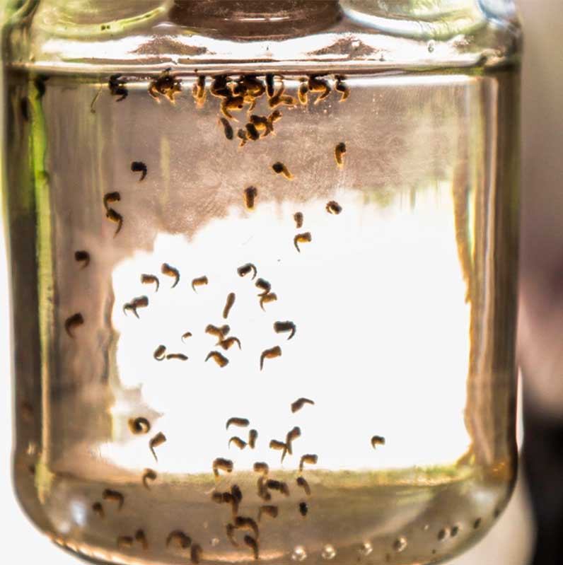 Ssa reporta mil 781 casos de dengue en 2025 sin muertes