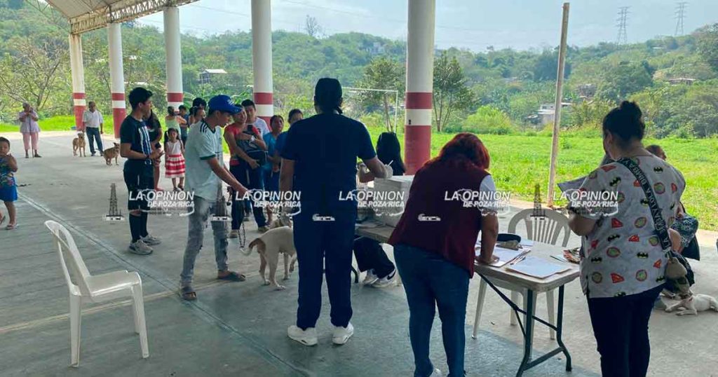 Decenas de mascotas esterilizadas en el domo de la Prensa Nacional. Decenas de mascotas esterilizadas en el domo de la Prensa Nacional.