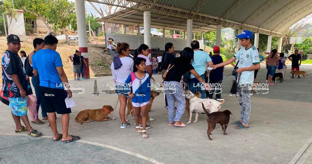 Decenas de mascotas esterilizadas en el domo de la Prensa Nacional. Decenas de mascotas esterilizadas en el domo de la Prensa Nacional.