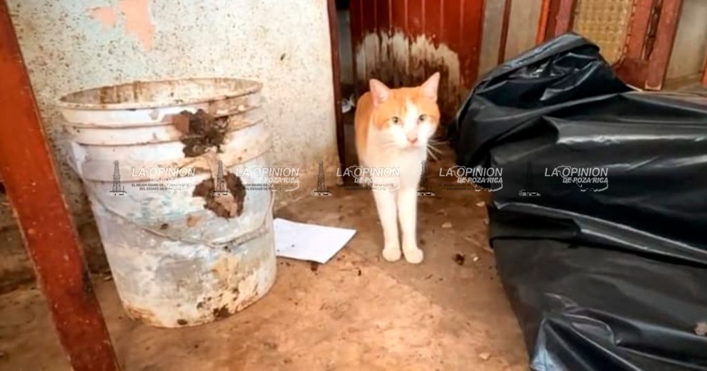 Los gatos rescatados serán esterilizados y dados en adopción; Lesli Ortiz