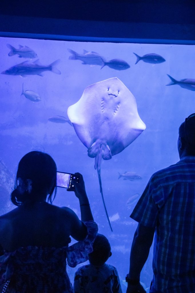 Acuario de Veracruz rompe récord de visitantes