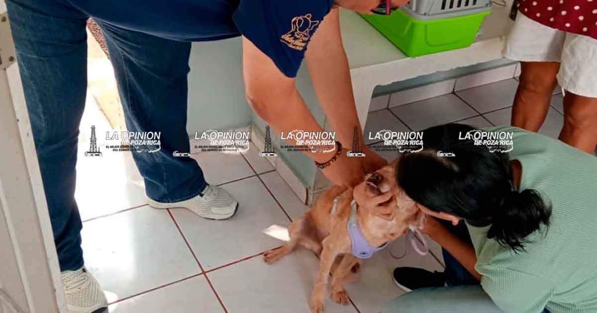 Con gran éxito continúa la vacunación antirrábica canina y felina Con gran éxito continúa la vacunación antirrábica canina y felina